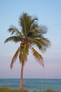 Pine;Bahia-Honda-Key-State-Park;Florida-Keys;Ocean;Tree;Trunk;Trees;Water;Branch